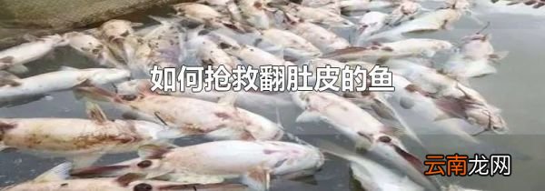 如何抢救翻肚皮的鱼