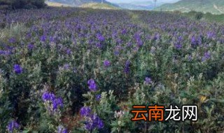 草乌怎么种才高产 草乌怎么种植