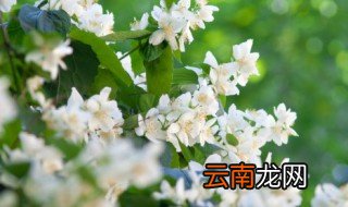 茉莉花苞怎么养 怎么种茉莉花才很多花苞