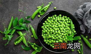 豌豆应该怎么种才最快 种豌豆怎么种才出的快
