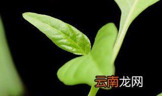 樱桃的种子怎么种才能发芽 樱珠种子怎么种才发芽