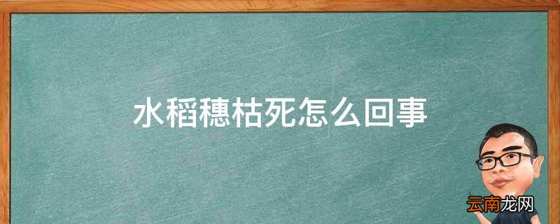 水稻穗枯死怎么回事