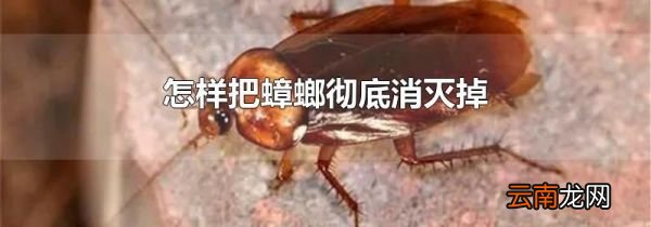 怎样把蟑螂彻底消灭掉