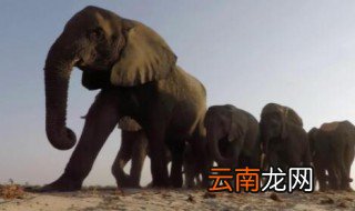 大象的脚印像什么 大象的脚印像啥
