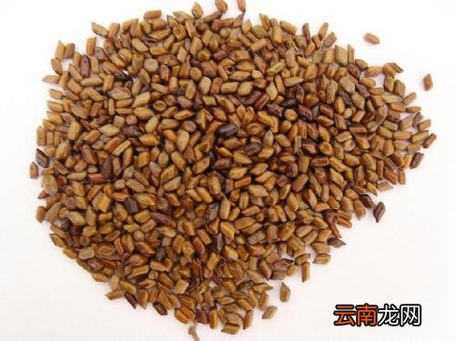 黄荆子和决明子能做枕芯 哪个更好