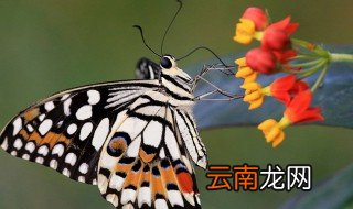 蝴蝶的眼睛长在哪里 ?有什么有趣的事 ? 蝴蝶的眼睛长在哪里