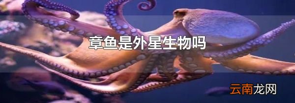 章鱼是外星生物吗