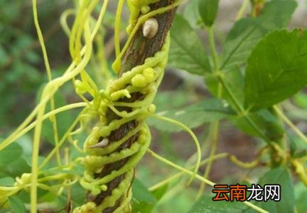 菟丝子如何选购 挑出优质菟丝子