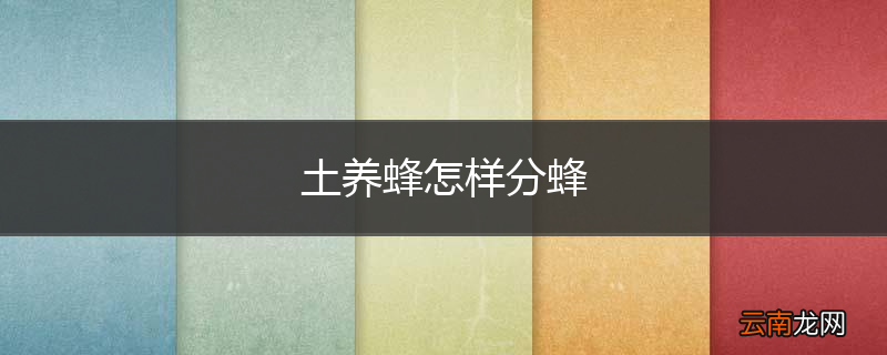 土养蜂怎样分蜂