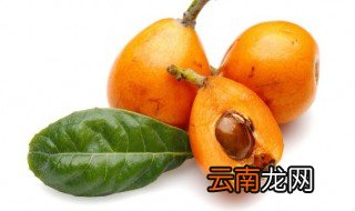 枇杷在什么季节成熟 枇杷是每年的几月份成熟