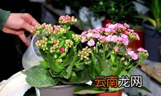 长寿花放哪里最旺财，长寿花放哪里风水会好家里长寿花怎么养