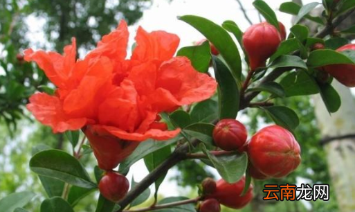 石榴籽像什么