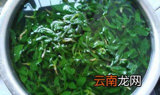 苦菜有哪些家常吃法 苦菜的家常吃法