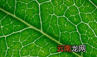 叶绿素是有机化合物吗 叶绿素是不是有机化合物