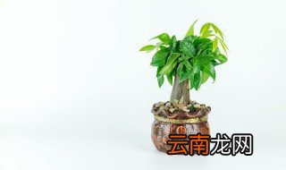 发财树放公司哪里最旺财 发财树放哪边好