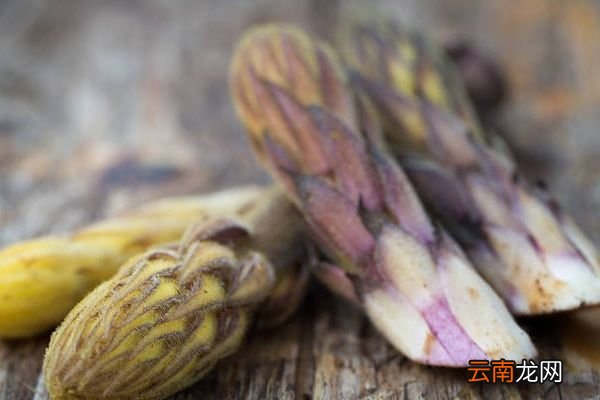 苁蓉的功效与作用 苁蓉的药用价值