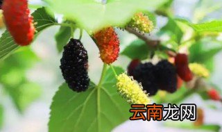 桑果什么季节成熟的 桑果熟了的季节