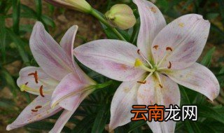 如何在北方种植百合花 怎样在北方种植百合花