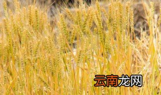 麦子是秋季成熟吗 麦子是什么季节成熟