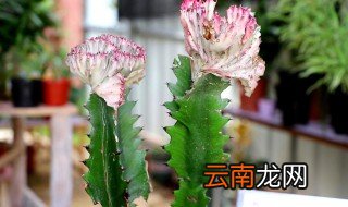 龙骨花放哪里比较招财 龙骨花放哪里最旺财最旺