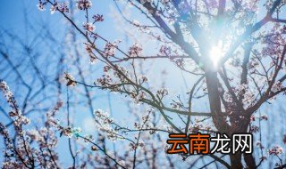梅花的网名古风优雅 梅的网名古风优雅