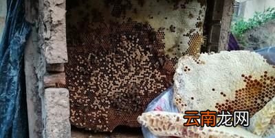 蜜蜂是用什么筑巢的