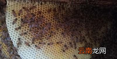 蜜蜂是用什么筑巢的