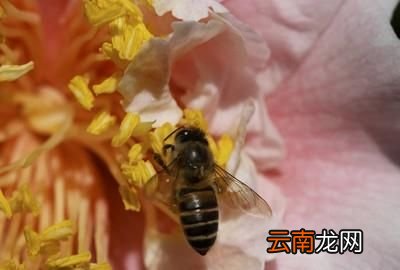蜜蜂是用什么筑巢的