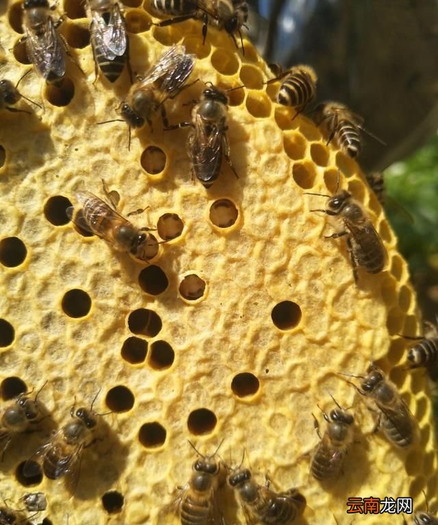 蜜蜂是用什么筑巢的