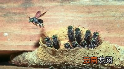 蜜蜂是用什么筑巢的