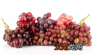 葡萄成熟的季节是什么时候，葡萄的成熟季节是几月份