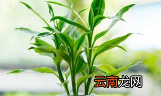 10支富贵竹放哪风水好 富贵竹十支放哪里最旺财