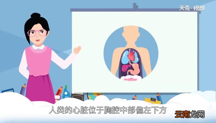 心脏在哪边左还是右 心脏在左边还是右边