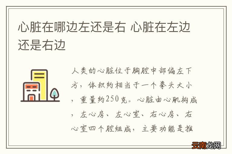 心脏在哪边左还是右 心脏在左边还是右边