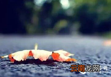 感触  是树不懂爱，还是风太执着