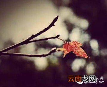 感触  是树不懂爱，还是风太执着