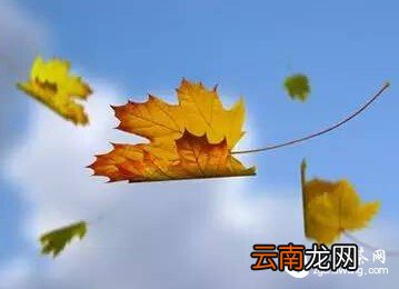感触  是树不懂爱，还是风太执着