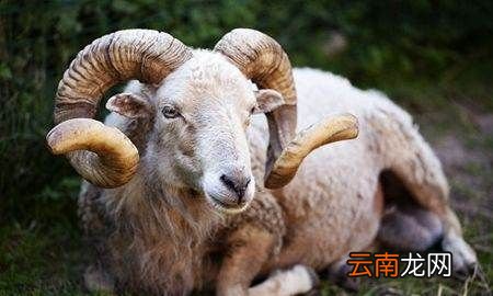 羊顶人是什么原因，公羊为什么会顶主人