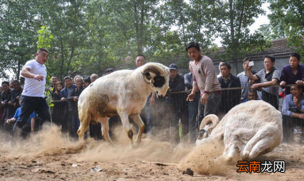 羊顶人是什么原因，公羊为什么会顶主人