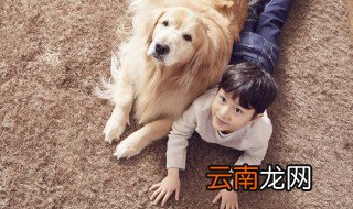 长的很像金毛的小型犬是什么品种 长的很像金毛的小型犬的品种