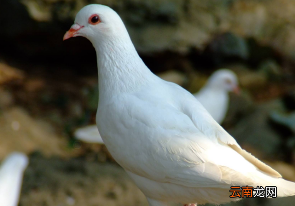 鸽子靠什么导航，鸽子是利用什么导航的