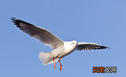 海鸥吃鱼，海鸥吃什么食物
