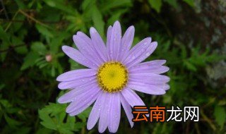 紫菀怎么读 紫菀的简介