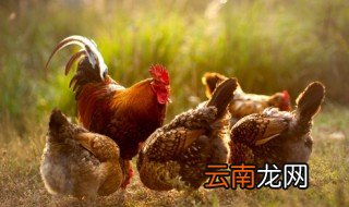 盐焗鸡要蒸多久才能熟 盐焗鸡要蒸多久