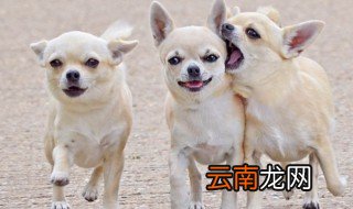 什么动物是人类的朋友 哪些动物是人类的朋友
