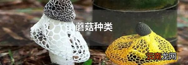 蘑菇种类