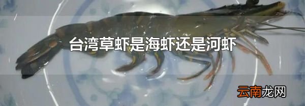 台湾草虾是海虾还是河虾
