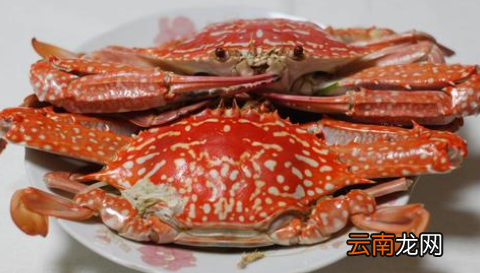 梭子蟹一年四季都有,梭子蟹和大闸蟹区别图片