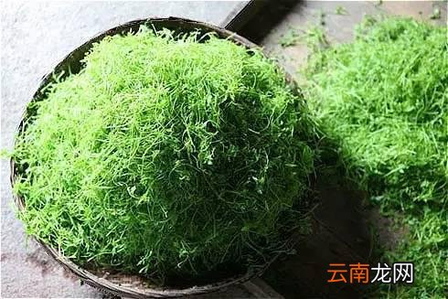服用绞股蓝有副作用 小心影响健康