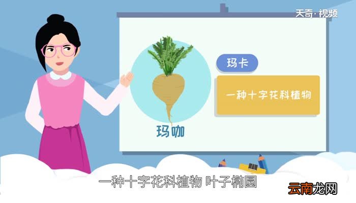 玛咖是什么 什么是玛咖